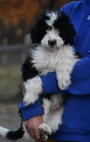 Anita, a female Aussiedoodle for sale in South Glastonbury, CT – Photo 1 of 5