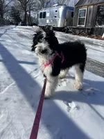 Anita, a female Aussiedoodle for sale in South Glastonbury, CT – Photo 4 of 5