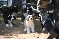 Anita, a female Aussiedoodle for sale in South Glastonbury, CT – Photo 3 of 5