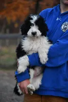Anita, a female Aussiedoodle for sale in South Glastonbury, CT – Photo 5 of 5
