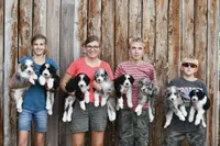 Anita, a female Aussiedoodle for sale in South Glastonbury, CT – Photo 2 of 5
