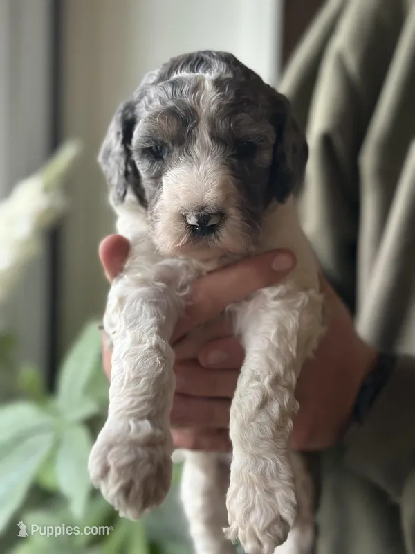 Piper – Poodle - Multi-Colored Standard puppy for sale in South Glastonbury, CT