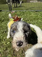 Piper, a female Poodle - Multi-Colored Standard for sale in South Glastonbury, CT – 5 of 5