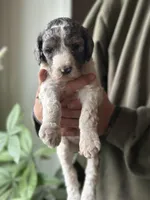 Piper, a female Poodle - Multi-Colored Standard for sale in South Glastonbury, CT – 3 of 5