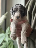Piper, a female Poodle - Multi-Colored Standard for sale in South Glastonbury, CT – 2 of 5