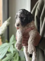 Piper, a female Poodle - Multi-Colored Standard for sale in South Glastonbury, CT – 4 of 5