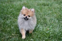 Peppa, a female Pomeranian for sale in South Glastonbury, CT – Photo 1 of 10