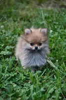 Peppa, a female Pomeranian for sale in South Glastonbury, CT – Photo 2 of 10