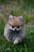 Peppa, a female Pomeranian for sale in South Glastonbury, CT – Photo 3 of 10