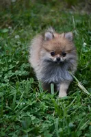 Peppa, a female Pomeranian for sale in South Glastonbury, CT – Photo 4 of 10