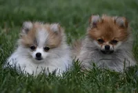 Peppa, a female Pomeranian for sale in South Glastonbury, CT – Photo 10 of 10