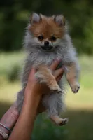 Peppa, a female Pomeranian for sale in South Glastonbury, CT – Photo 7 of 10