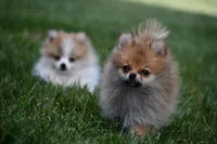 Peppa, a female Pomeranian for sale in South Glastonbury, CT – Photo 9 of 10