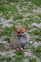 Peppa, a female Pomeranian for sale in South Glastonbury, CT – Photo 5 of 10
