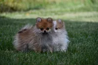 Peppa, a female Pomeranian for sale in South Glastonbury, CT – Photo 8 of 10