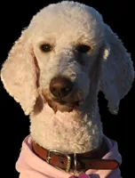 Mick and Grace, a male Aussiedoodle for sale in South Glastonbury, CT – Photo 4 of 5