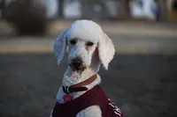 Mick and Grace, a male Aussiedoodle for sale in South Glastonbury, CT – Photo 2 of 5