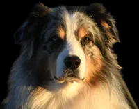 Mick and Grace, a male Aussiedoodle for sale in South Glastonbury, CT – Photo 1 of 5