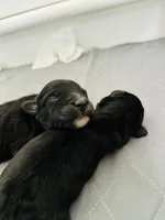 Mick and Grace, a male Aussiedoodle for sale in South Glastonbury, CT – Photo 5 of 5