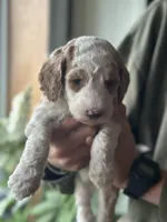Turkey , a male Poodle - Multi-Colored Standard for sale in South Glastonbury, CT – 3 of 3