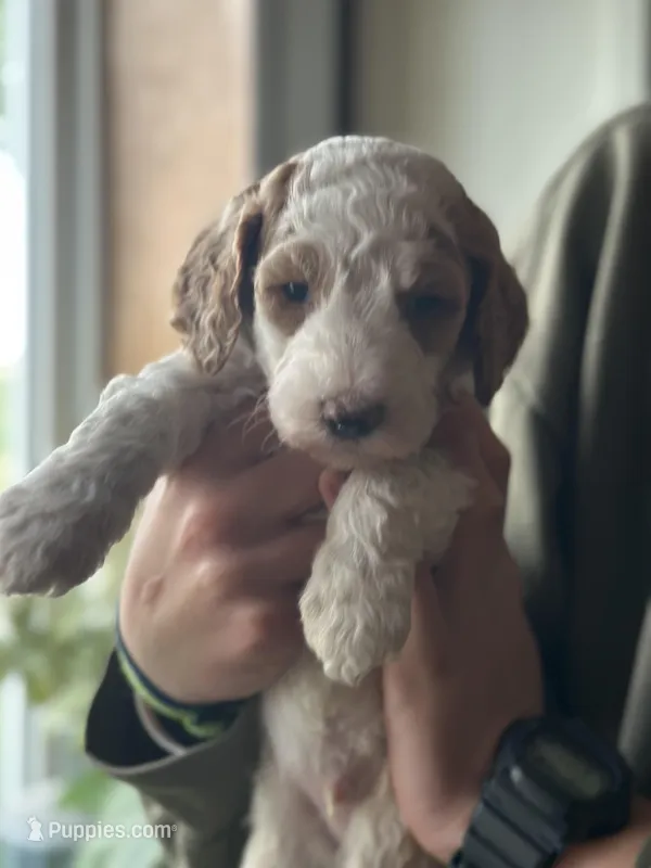 Turkey  – Poodle - Multi-Colored Standard puppy for sale in South Glastonbury, CT