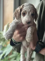 Turkey , a male Poodle - Multi-Colored Standard for sale in South Glastonbury, CT – 2 of 3