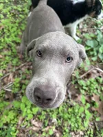 Zeus, a male Labrador Retriever for sale in South Glastonbury, CT – Photo 9 of 9