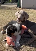 Zeus, a male Labrador Retriever for sale in South Glastonbury, CT – Photo 4 of 9