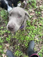 Zeus, a male Labrador Retriever for sale in South Glastonbury, CT – Photo 8 of 9
