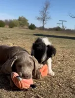 Zeus, a male Labrador Retriever for sale in South Glastonbury, CT – Photo 6 of 9