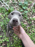 Zeus, a male Labrador Retriever for sale in South Glastonbury, CT – Photo 7 of 9