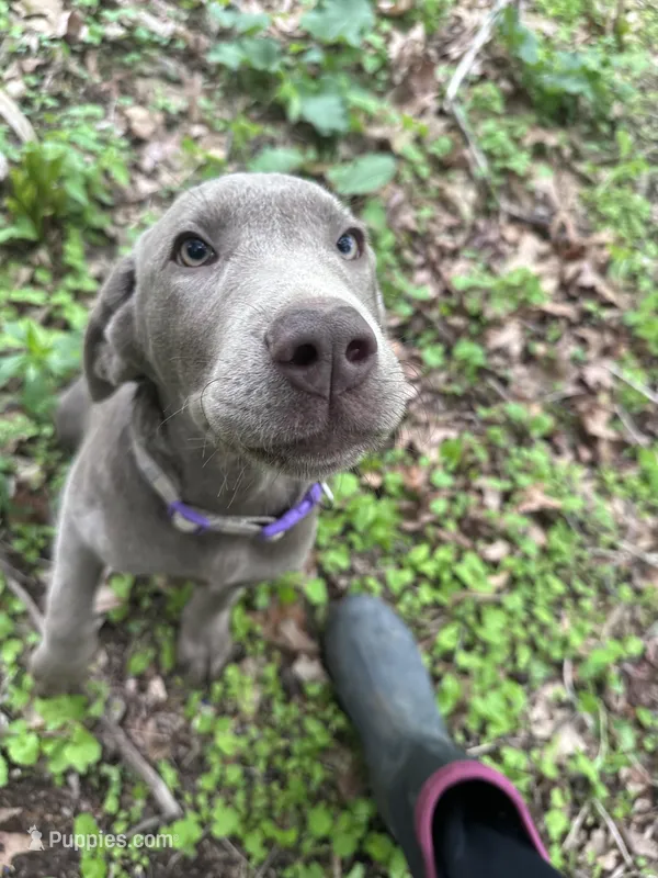 Zeus, a male Labrador Retriever for sale in South Glastonbury, CT – Photo 1 of 9