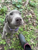 Zeus, a male Labrador Retriever for sale in South Glastonbury, CT – Photo 1 of 9