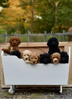 Charlie, a male Poodle - Standard  for sale in South Glastonbury, CT – Photo 3 of 8