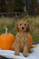 Charlie, a male Poodle - Standard  for sale in South Glastonbury, CT – Photo 1 of 8