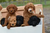 Charlie, a male Poodle - Standard  for sale in South Glastonbury, CT – Photo 4 of 8