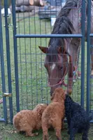 Charlie, a male Poodle - Standard  for sale in South Glastonbury, CT – Photo 6 of 8