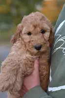 Charlie, a male Poodle - Standard  for sale in South Glastonbury, CT – Photo 2 of 8