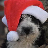 Maggie, a female Aussiedoodle and Poodle - Standard  for sale in South Glastonbury, CT – Photo 4 of 9