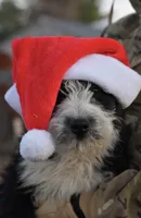 Maggie, a female Aussiedoodle and Poodle - Standard  for sale in South Glastonbury, CT – Photo 4 of 9
