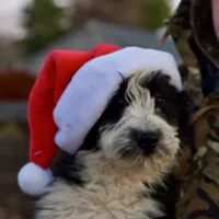 Maggie, a female Aussiedoodle and Poodle - Standard  for sale in South Glastonbury, CT – Photo 9 of 9