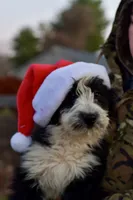 Maggie, a female Aussiedoodle and Poodle - Standard  for sale in South Glastonbury, CT – Photo 9 of 9