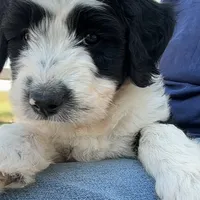 Maggie, a female Aussiedoodle and Poodle - Standard  for sale in South Glastonbury, CT – Photo 3 of 9