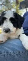 Maggie, a female Aussiedoodle and Poodle - Standard  for sale in South Glastonbury, CT – Photo 3 of 9