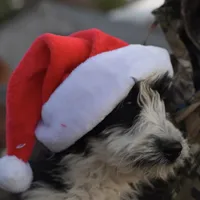 Maggie, a female Aussiedoodle and Poodle - Standard  for sale in South Glastonbury, CT – Photo 6 of 9