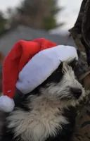 Maggie, a female Aussiedoodle and Poodle - Standard  for sale in South Glastonbury, CT – Photo 6 of 9