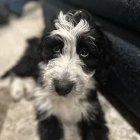 Maggie, a female Aussiedoodle and Poodle - Standard  for sale in South Glastonbury, CT – Photo 2 of 9