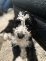 Maggie, a female Aussiedoodle and Poodle - Standard  for sale in South Glastonbury, CT – Photo 2 of 9