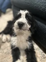 Maggie, a female Aussiedoodle and Poodle - Standard  for sale in South Glastonbury, CT – Photo 7 of 9