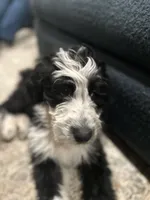 Maggie, a female Aussiedoodle and Poodle - Standard  for sale in South Glastonbury, CT – Photo 8 of 9